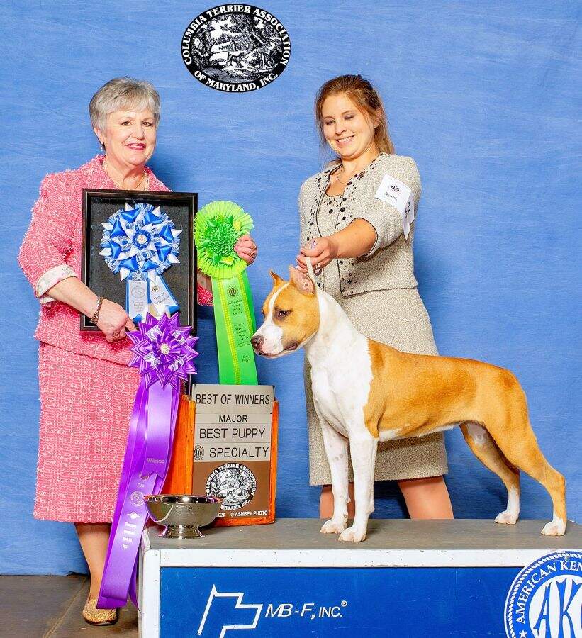 CH LBK's Don't Fool Around With a Ramblin' Man  - Female American Staffordshire Terrier from LBK AmStaffs AKC Platinum Breeder