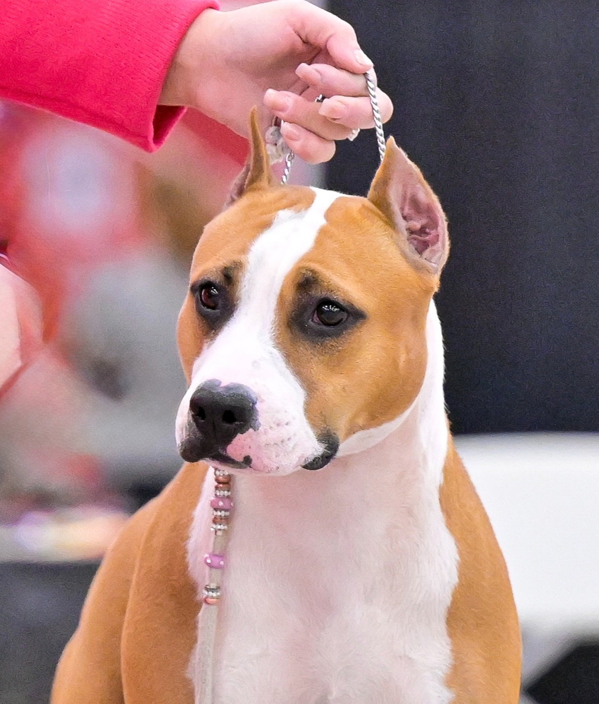 Absolute Dickies What Was I Thinkin' At Lbk R & P