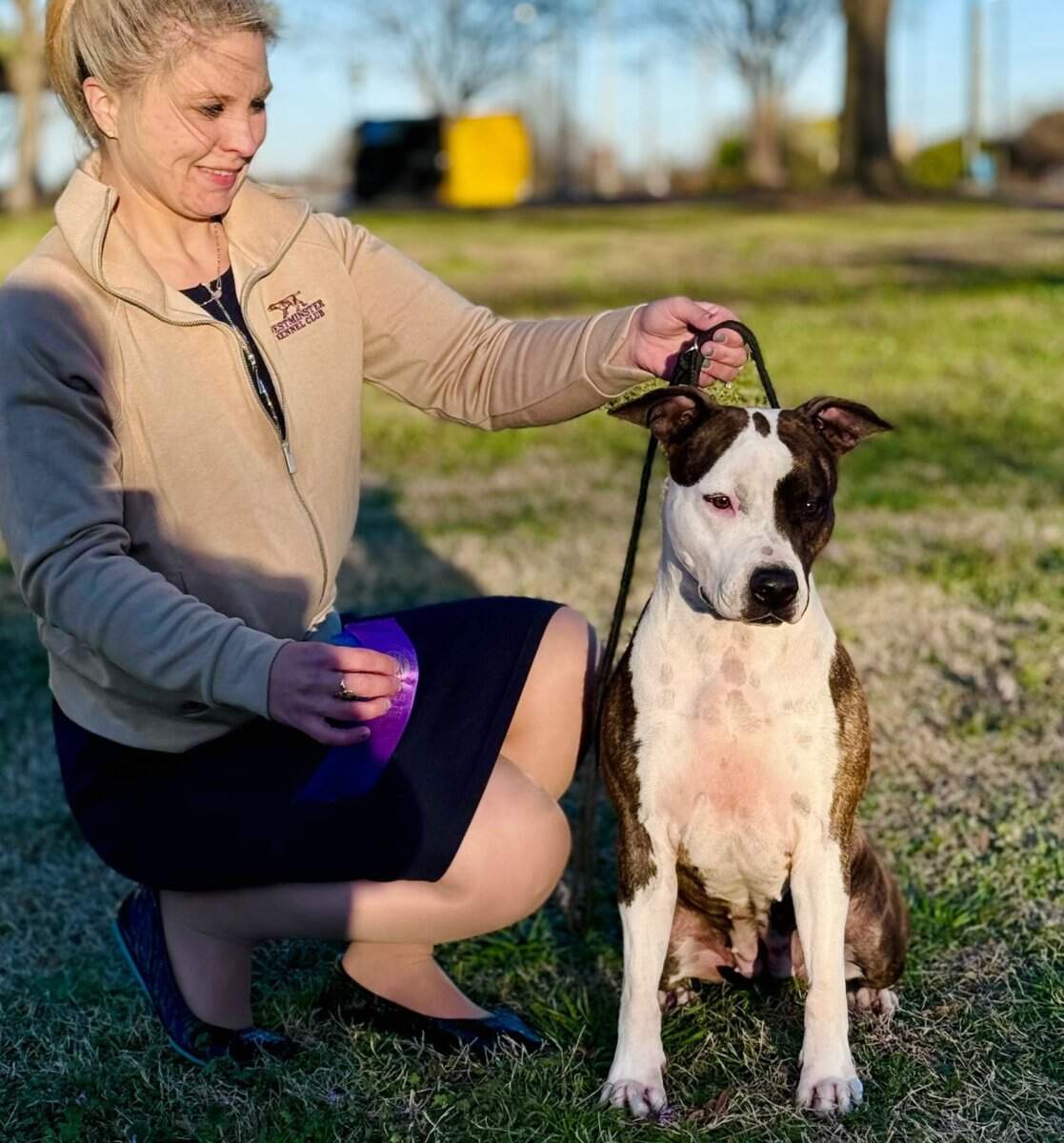 Mary - Champion AmStaff CH Hickory Junior Rocket Girl  - Female American Staffordshire Terrier photo 3 from LBK AmStaffs