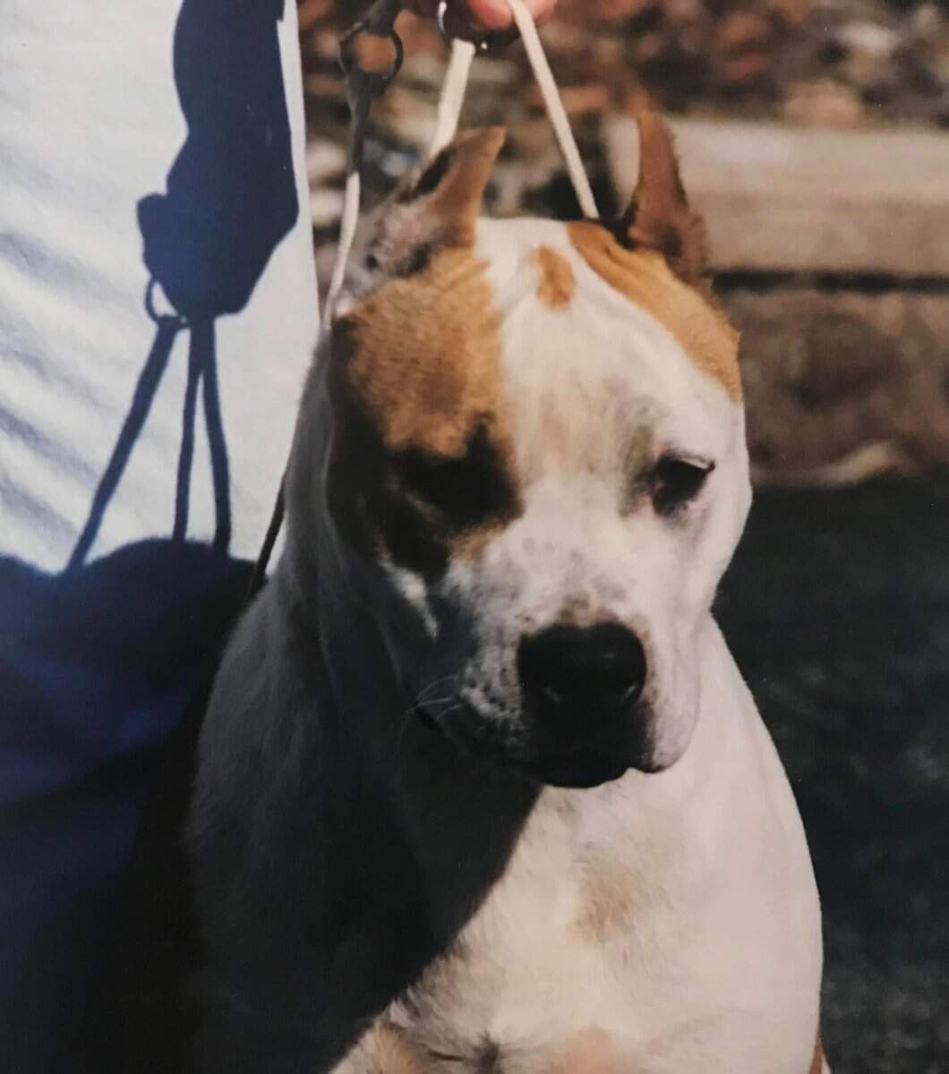 Junior - Fraja EC Yellow Jacket CH Fraja EC Yellow Jacket  - Male American Staffordshire Terrier photo 2 from LBK AmStaffs