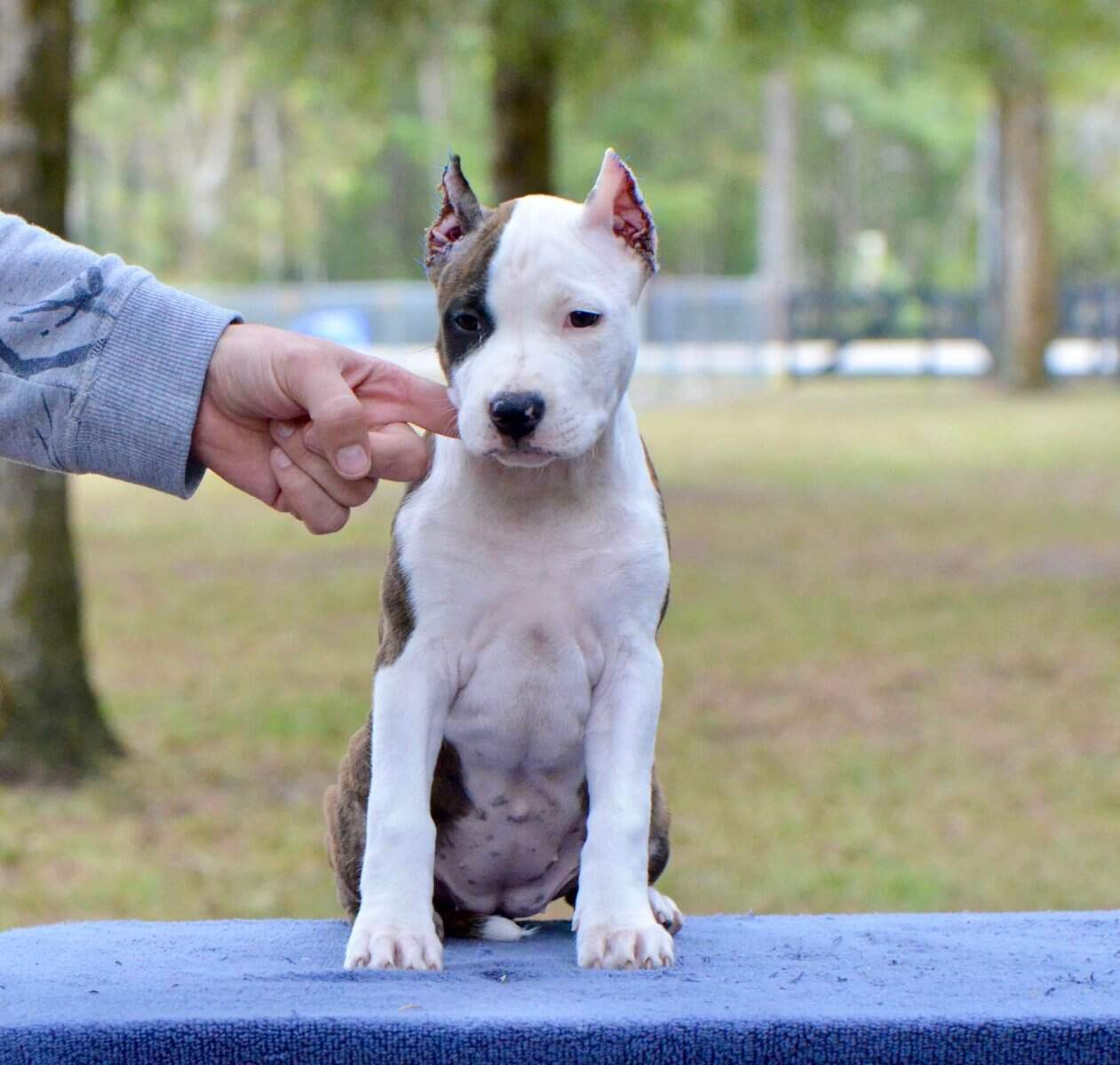 CH LBK's Rebel and Proud April Showers of Buckeye  - Female American Staffordshire Terrier photo 4 from LBK AmStaffs