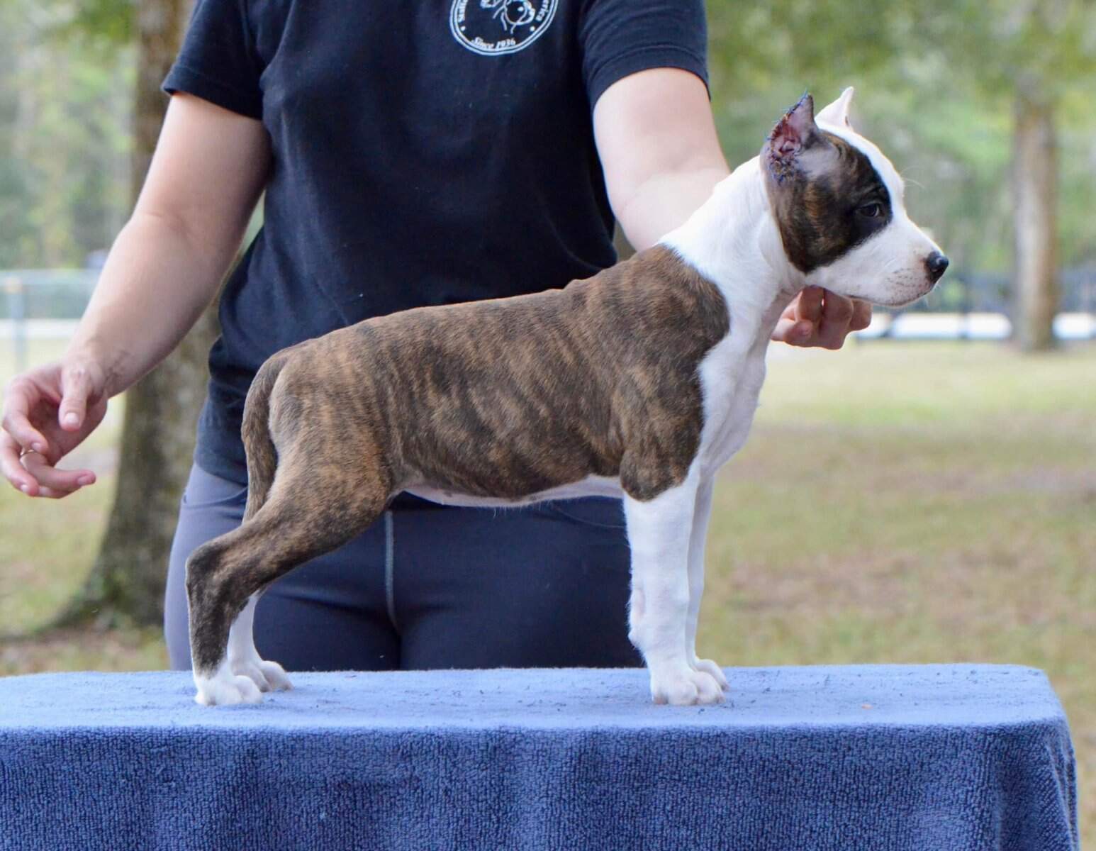 CH LBK's Rebel and Proud April Showers of Buckeye  - Female American Staffordshire Terrier photo 5 from LBK AmStaffs