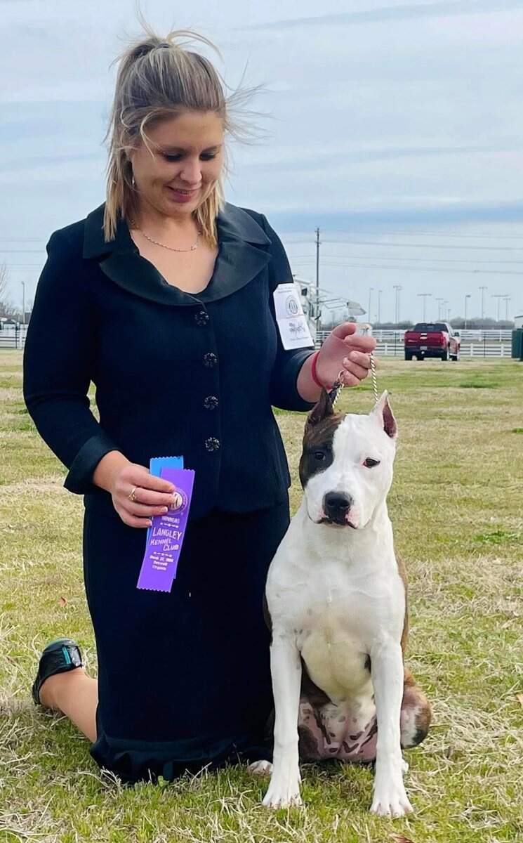 CH LBK's Rebel and Proud April Showers of Buckeye  - Female American Staffordshire Terrier photo 3 from LBK AmStaffs