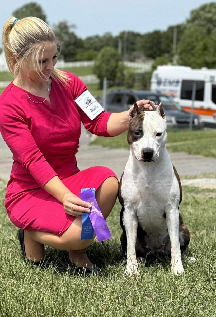 CH LBK's Rebel and Proud April Showers of Buckeye  - Female American Staffordshire Terrier photo 1 from LBK AmStaffs