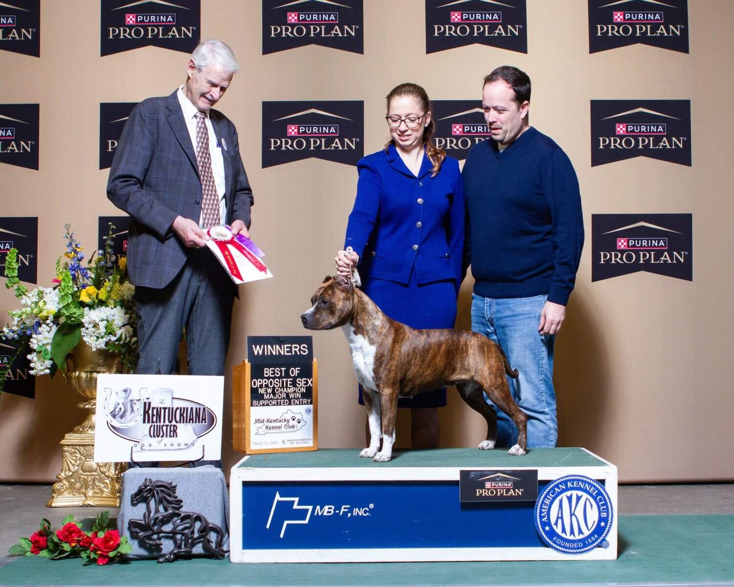 CH LBK's Rebel and Proud 2 Good 2 Share CHIC - Female American Staffordshire Terrier photo 2 from LBK AmStaffs