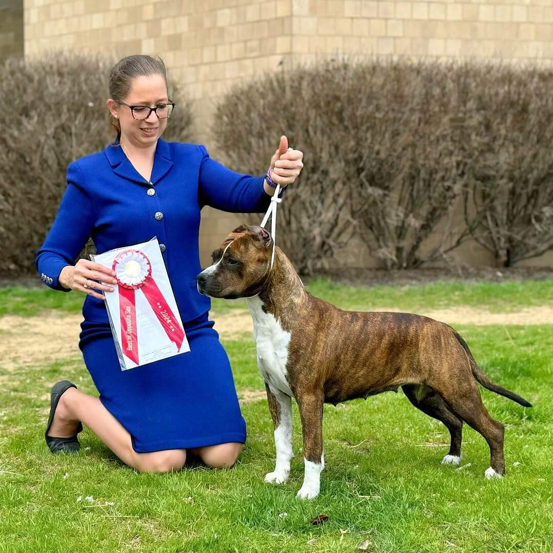 CH LBK's Rebel and Proud 2 Good 2 Share CHIC - Female American Staffordshire Terrier photo 1 from LBK AmStaffs