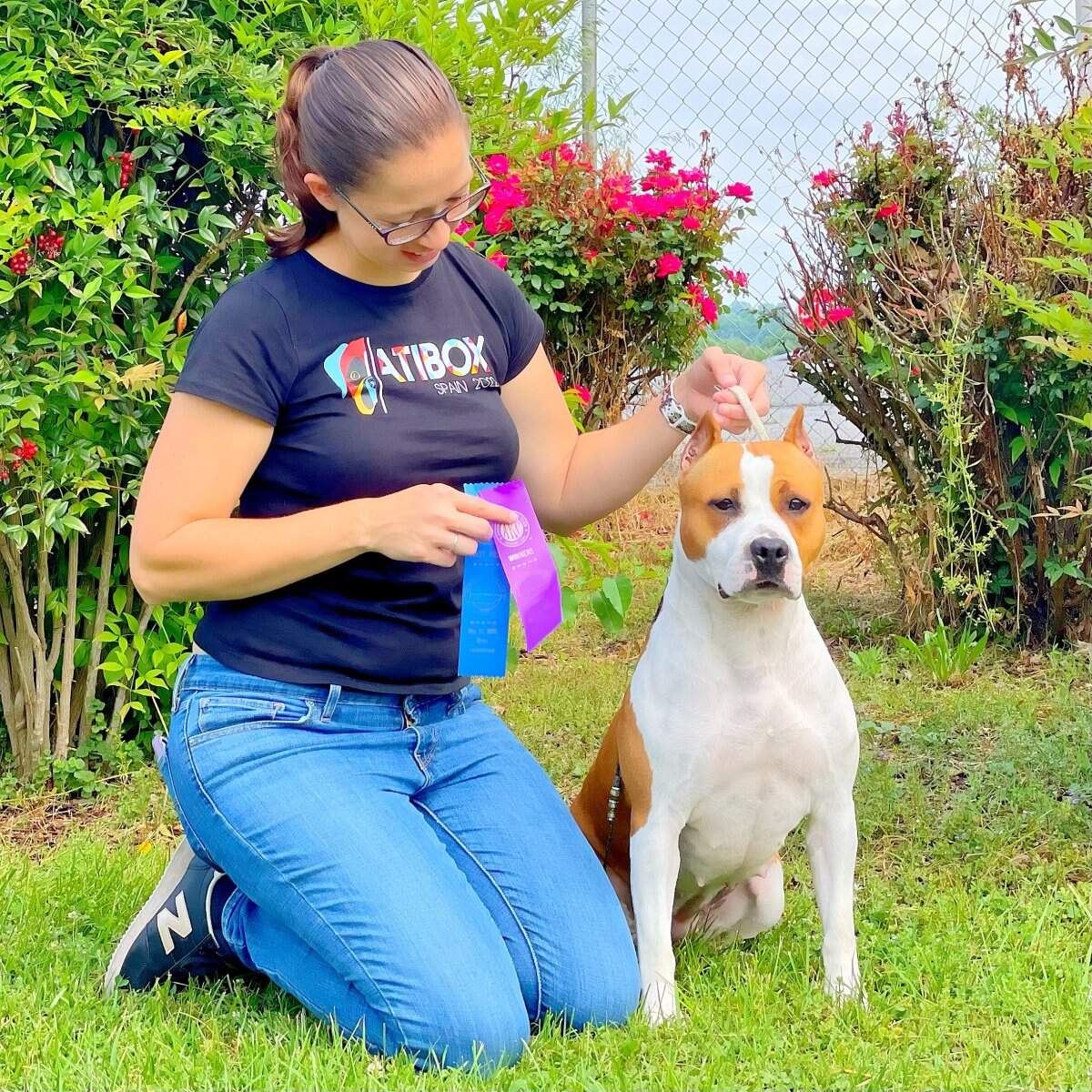 CH LBK's Rebel and Proud Rumor Has It CHIC - Female American Staffordshire Terrier photo 1 from LBK AmStaffs