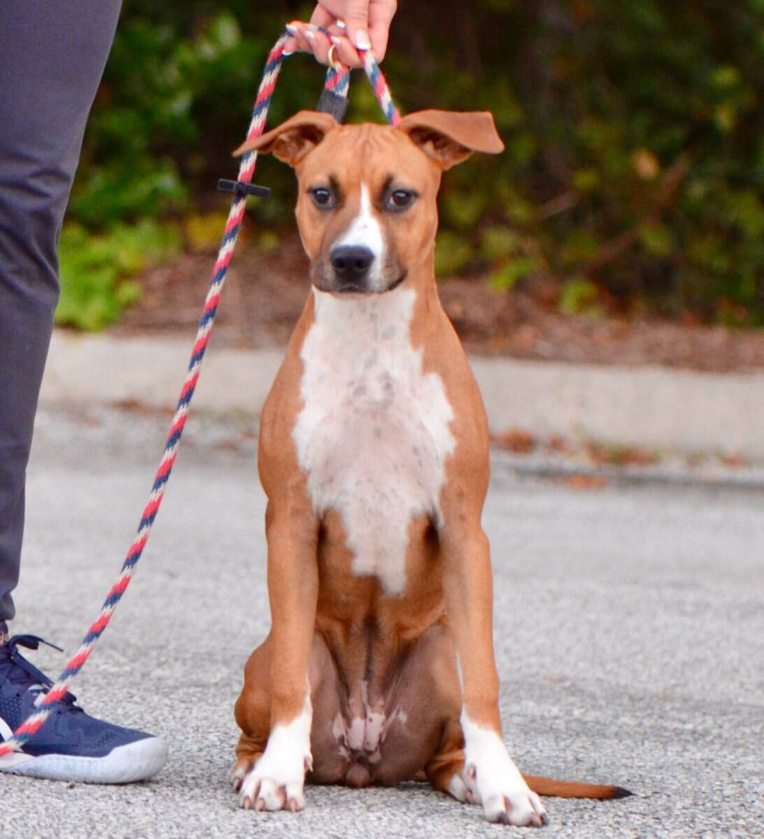  LBK's Georgia on My Mind II  - Female American Staffordshire Terrier photo 1 from LBK AmStaffs