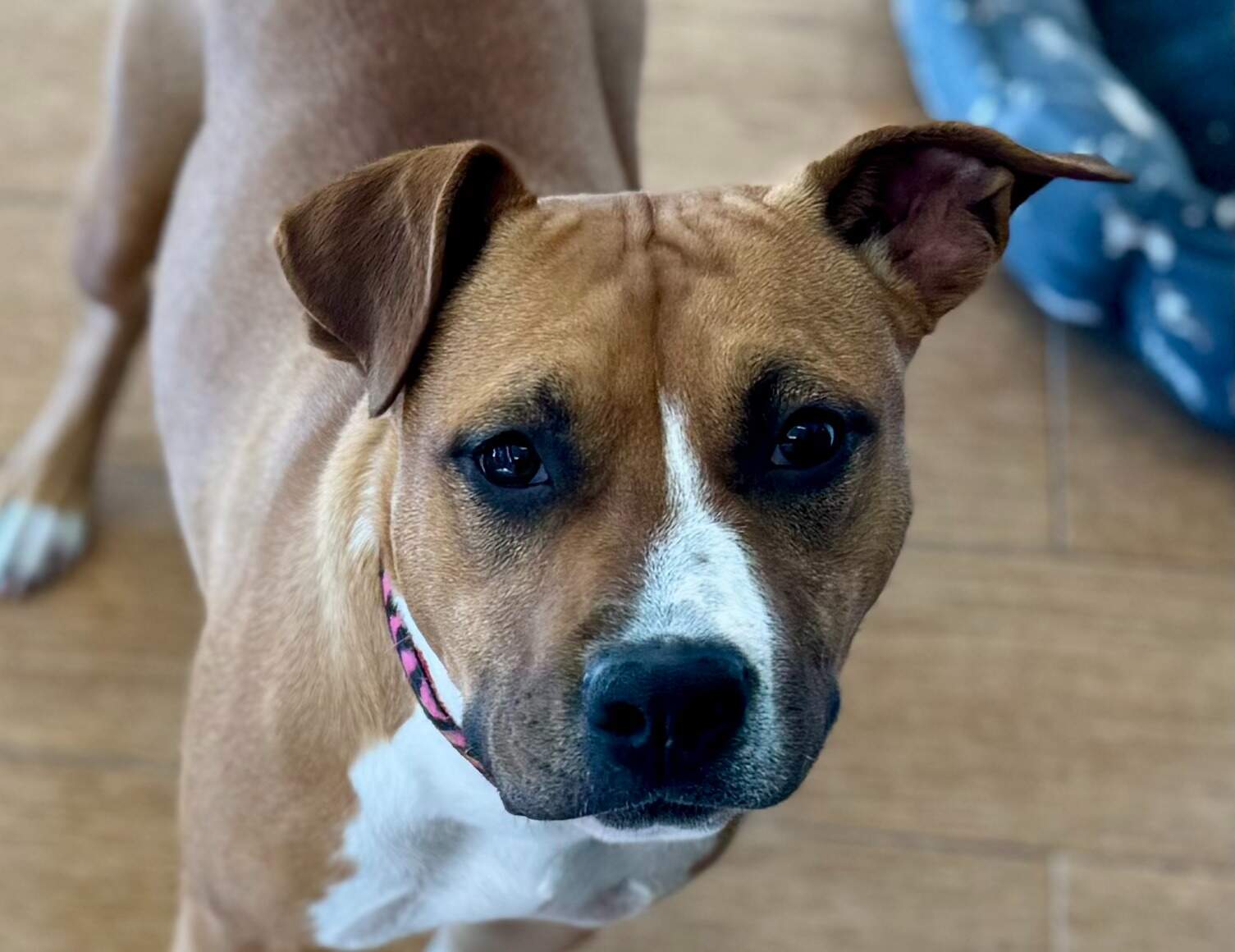  LBK's Georgia on My Mind II  - Female American Staffordshire Terrier photo 2 from LBK AmStaffs