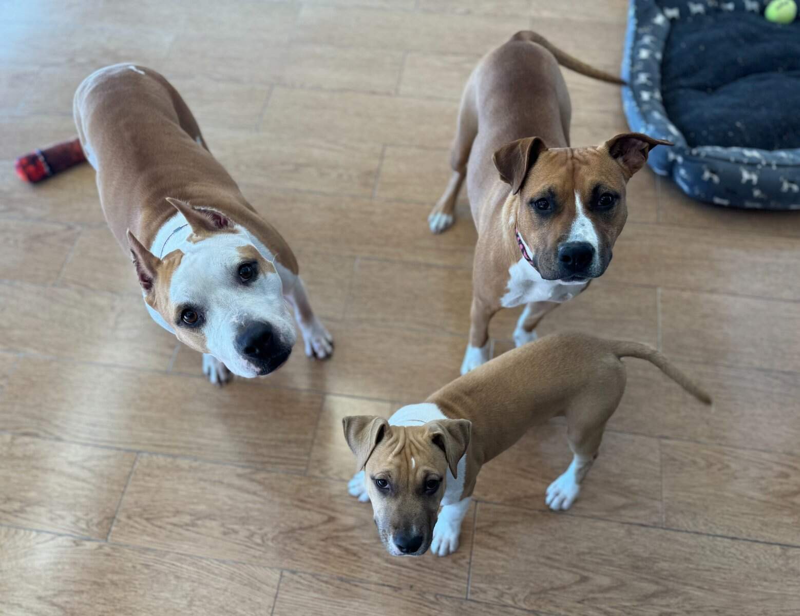  LBK's Georgia on My Mind II  - Female American Staffordshire Terrier photo 1 from LBK AmStaffs