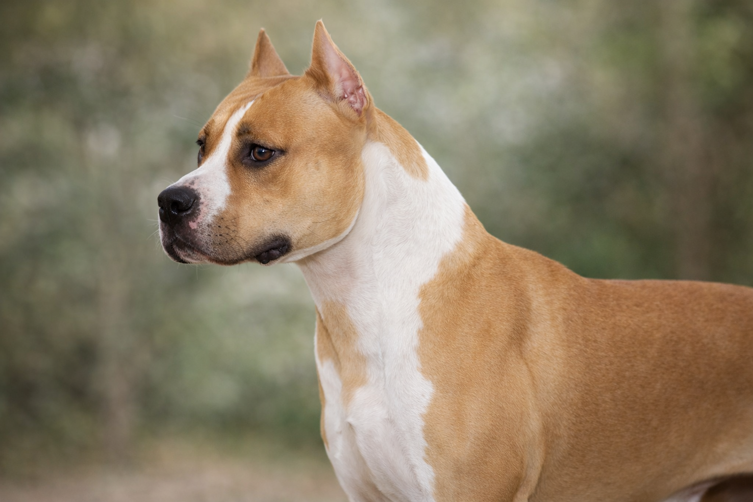 CH LBK's Rebel and Proud Goddess Of Love CHIC - Female American Staffordshire Terrier photo 5 from LBK AmStaffs