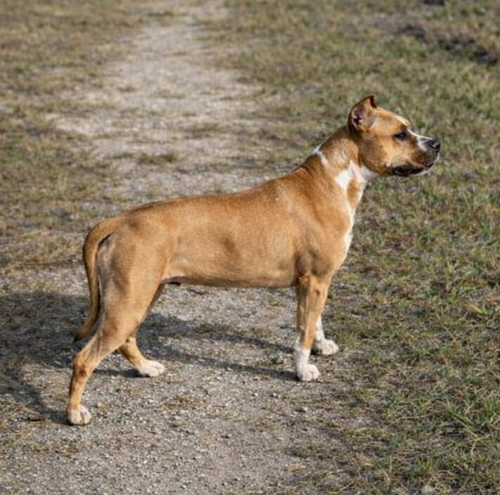 CH LBK's Rebel and Proud Goddess Of Love CHIC - Female American Staffordshire Terrier photo 2 from LBK AmStaffs