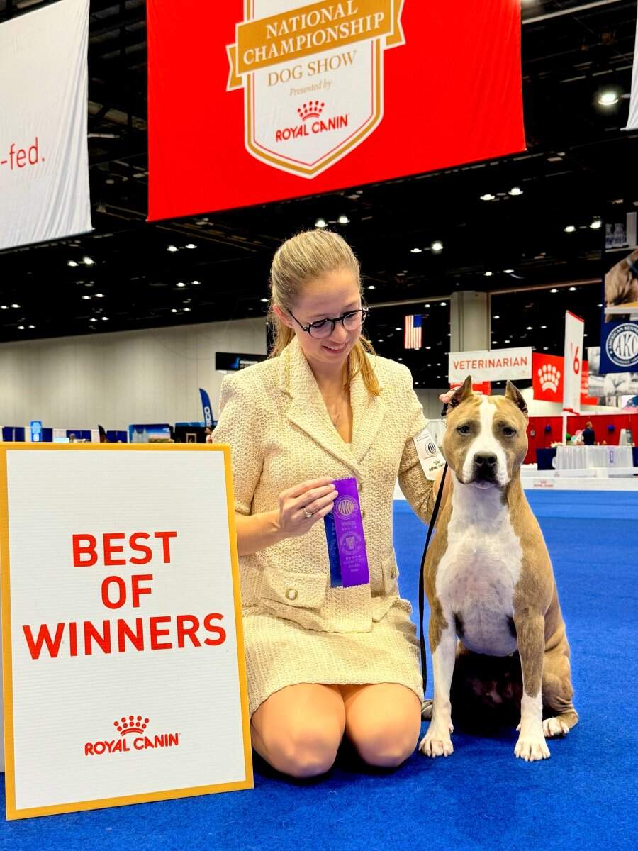 CH LBK'S Took Another Angel Home  - Female American Staffordshire Terrier photo 2 from LBK AmStaffs