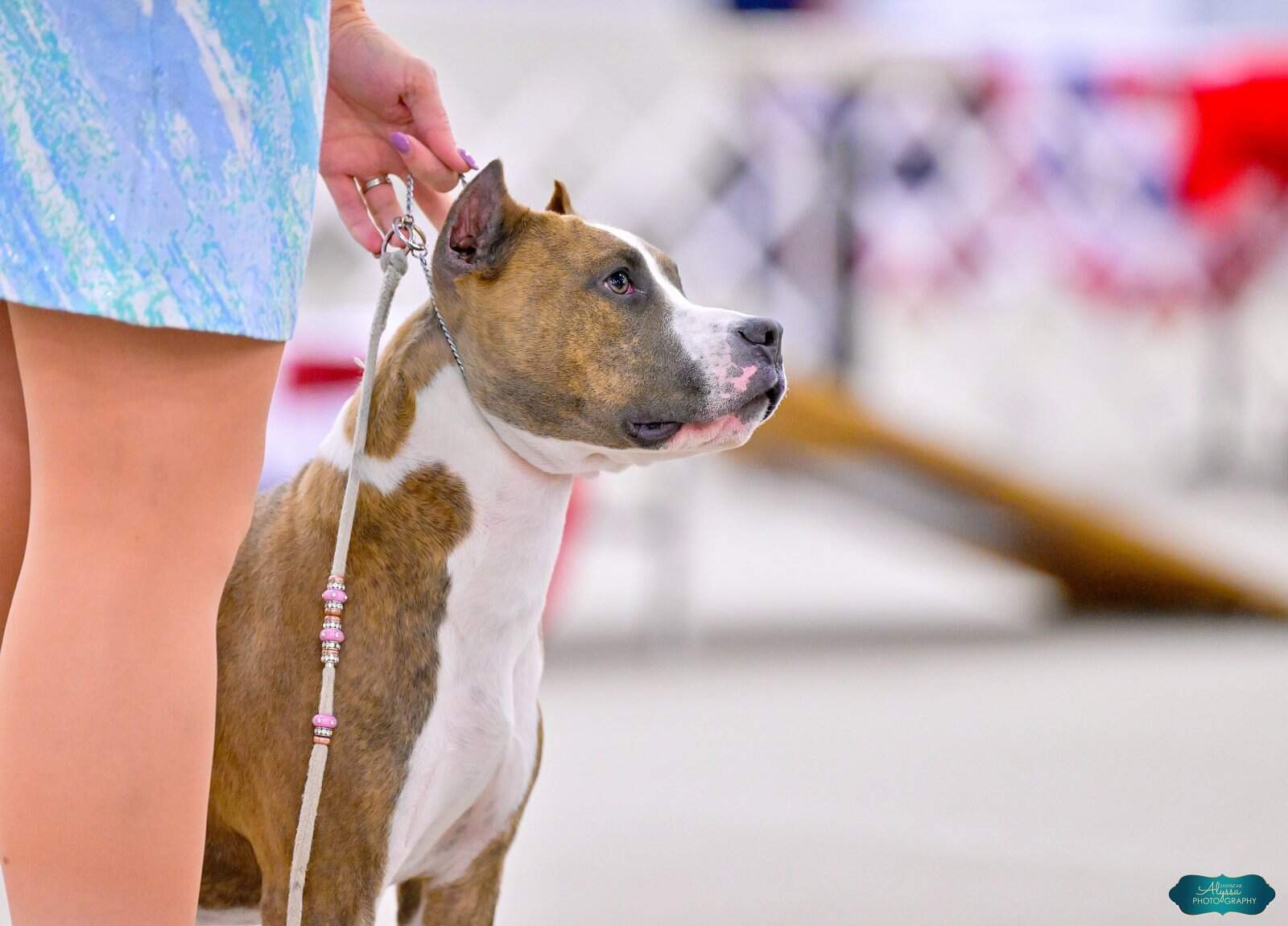 CH LBK'S Took Another Angel Home  - Female American Staffordshire Terrier photo 3 from LBK AmStaffs