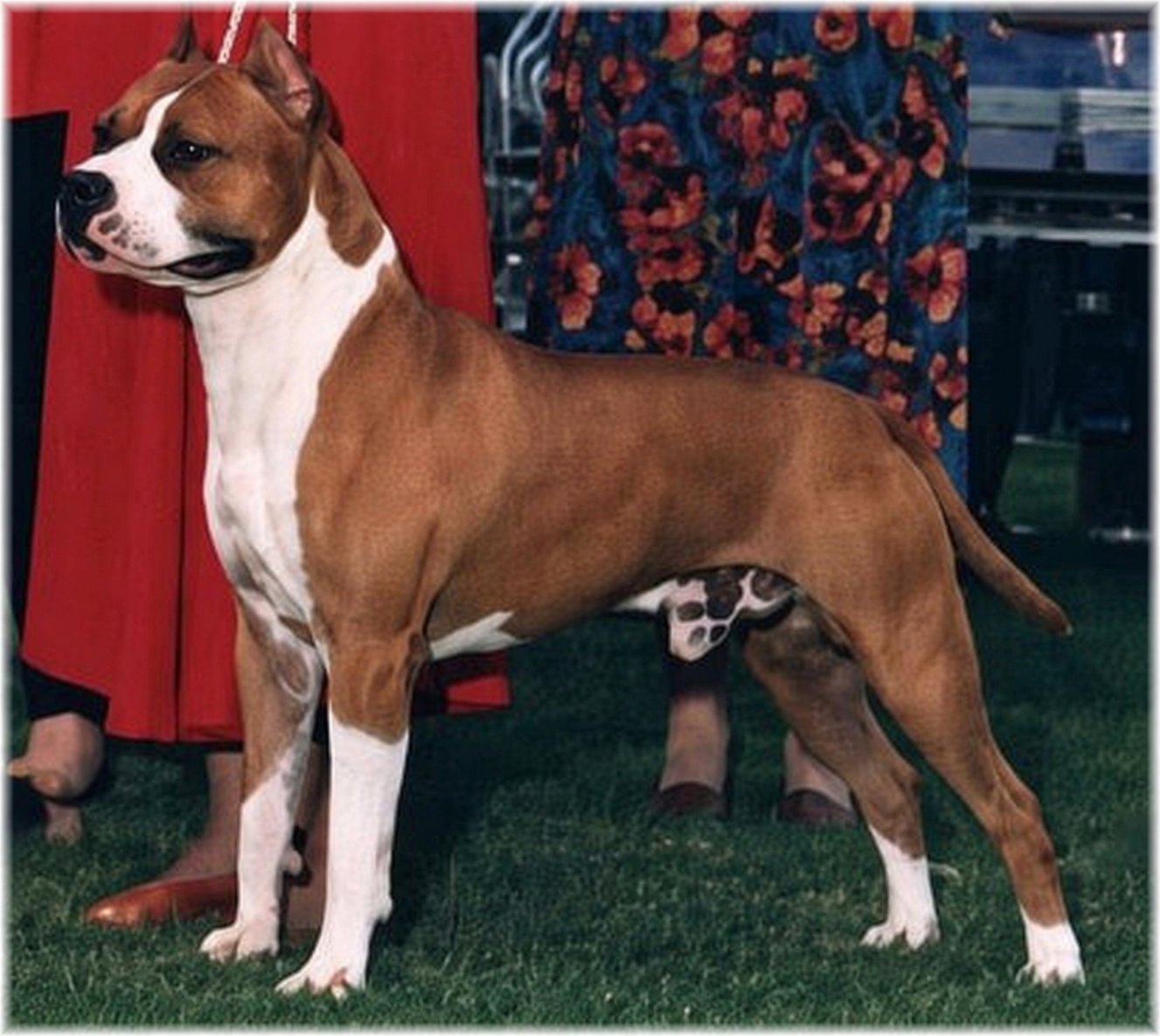 CH Pacific's Distant Thunder  - Male American Staffordshire Terrier photo 1 from LBK AmStaffs
