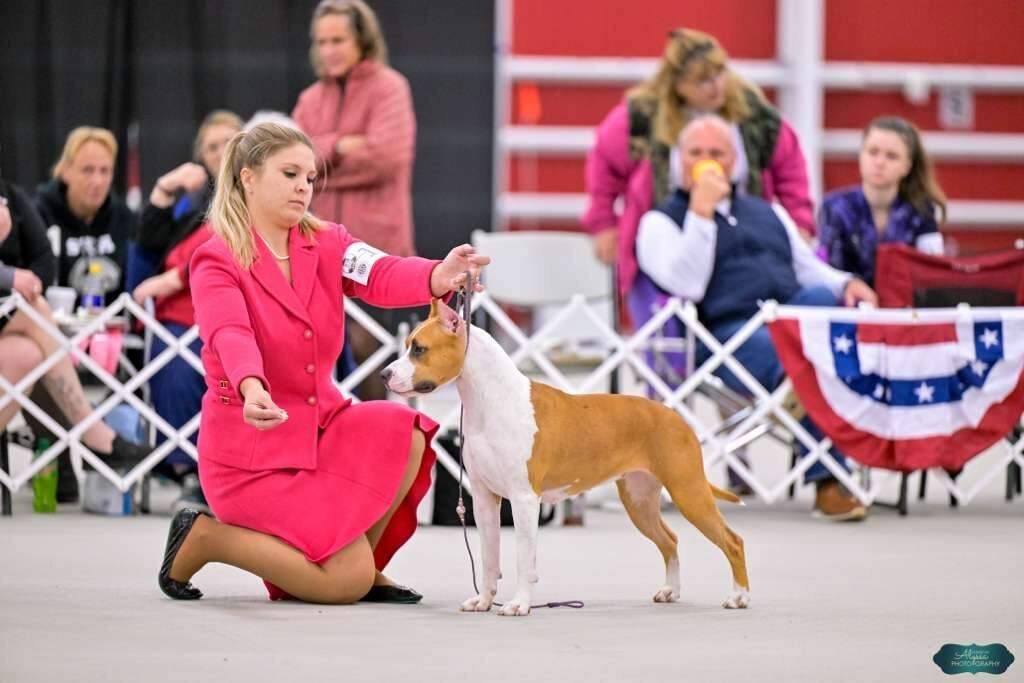 CH LBK's Don't Fool Around With a Ramblin' Man  - Female American Staffordshire Terrier photo 1 from LBK AmStaffs