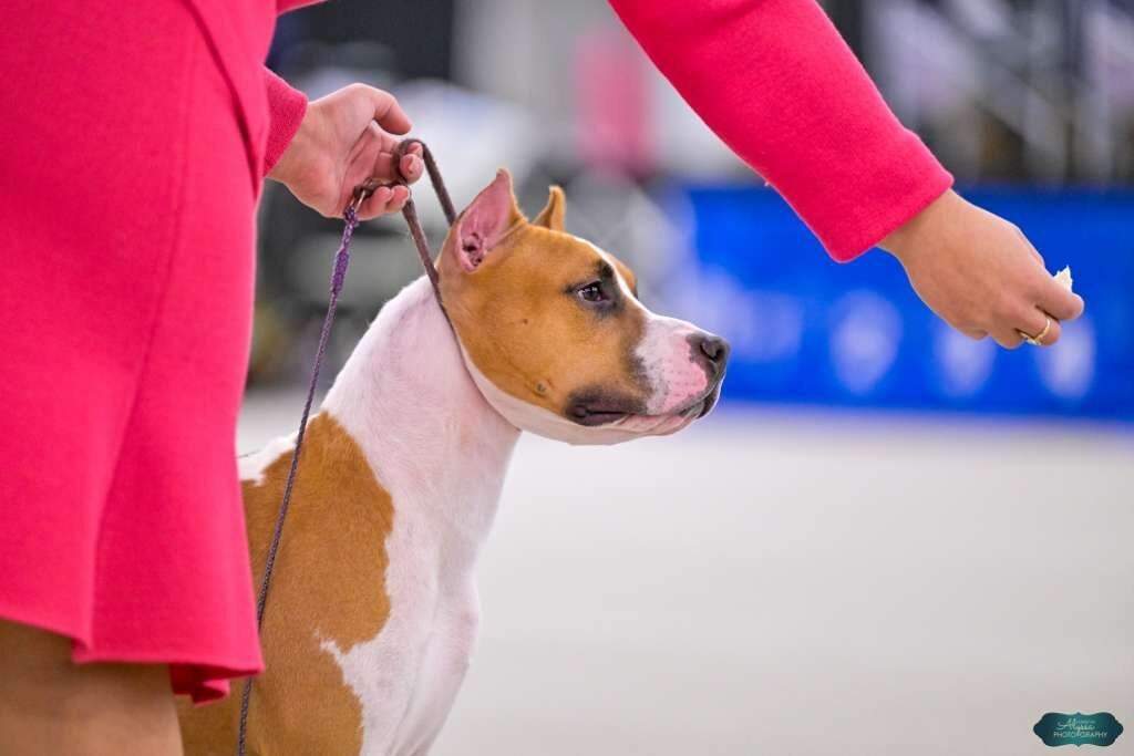 CH LBK's Don't Fool Around With a Ramblin' Man  - Female American Staffordshire Terrier photo 4 from LBK AmStaffs