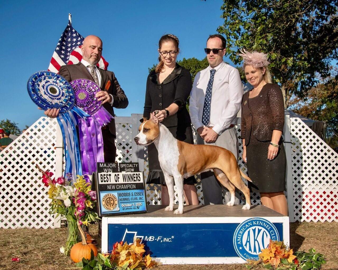 CH LBK's Don't Fool Around With a Ramblin' Man  - Female American Staffordshire Terrier photo 6 from LBK AmStaffs