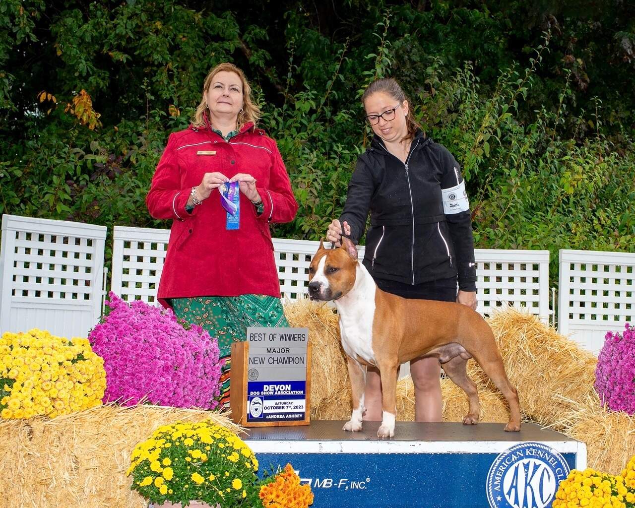 CH LBK's Rebel and Proud Hawkeye CHIC - Male American Staffordshire Terrier photo 3 from LBK AmStaffs