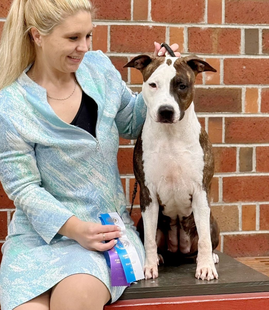 Mary - Champion AmStaff CH Hickory Junior Rocket Girl - Female American Staffordshire Terrier from LBK AmStaffs AKC Platinum Breeder