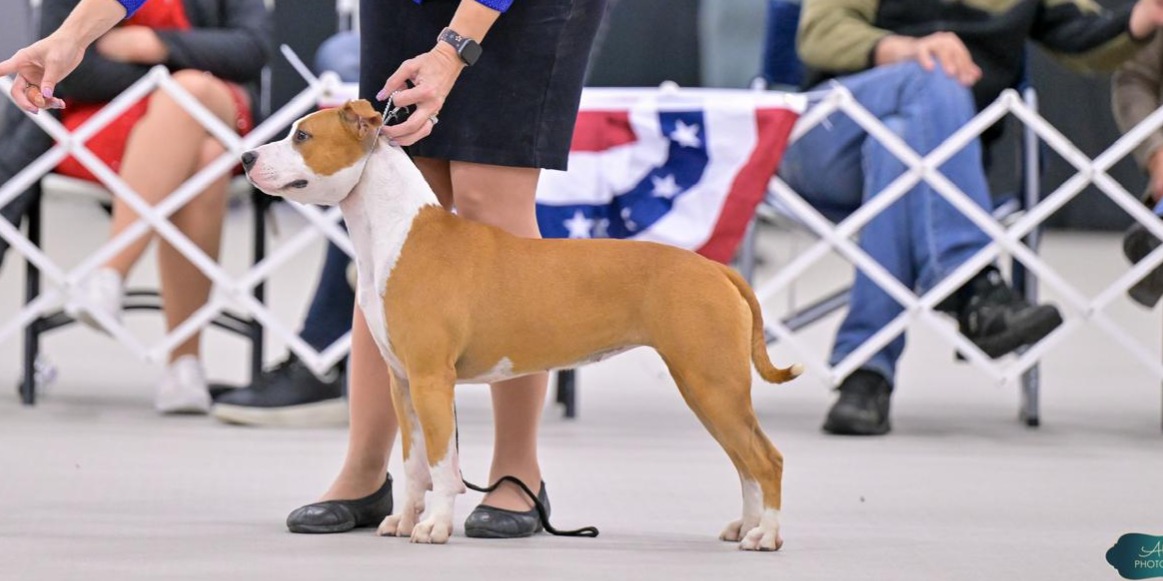 CH LBK's Move Over  - Female American Staffordshire Terrier from LBK AmStaffs AKC Platinum Breeder