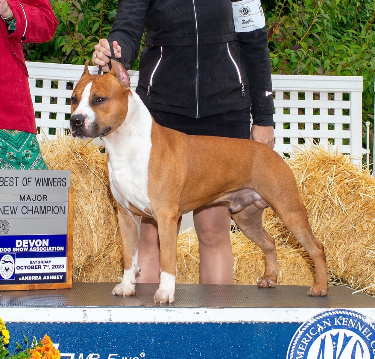 Hawk - Champion AmStaff CH LBK's Rebel and Proud Hawkeye CHIC - Male American Staffordshire Terrier from LBK AmStaffs AKC Platinum Breeder