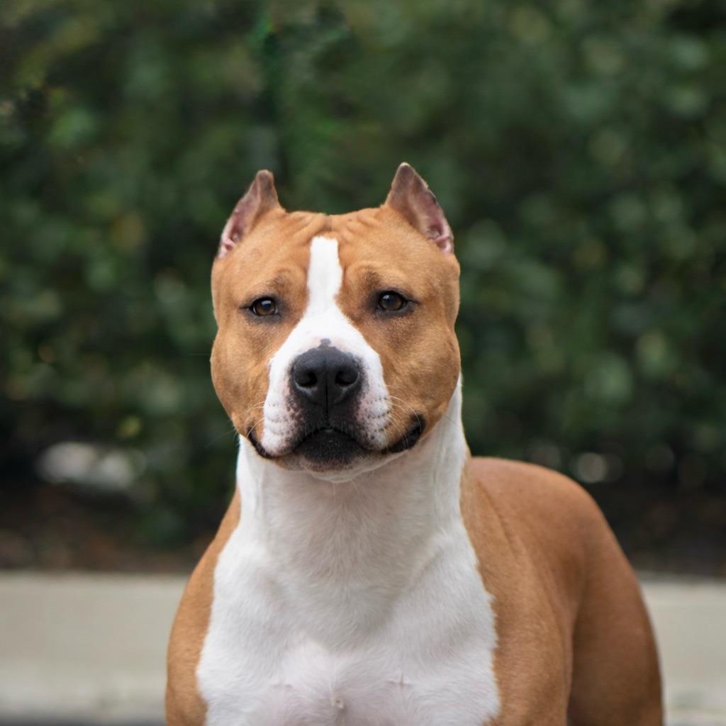 CH LBK's Rebel and Proud Keep on Dreaming CHIC - Female American Staffordshire Terrier from LBK AmStaffs AKC Platinum Breeder