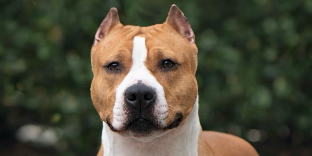 LBK's Rebel and Proud Keep on Dreaming