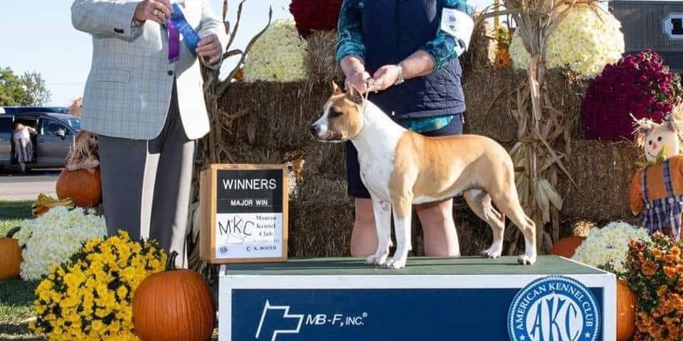 Ch. LBK'S Rebel and Proud  Tullamore Dew At Buckeye RATO CHIC - Female American Staffordshire Terrier from LBK AmStaffs AKC Platinum Breeder