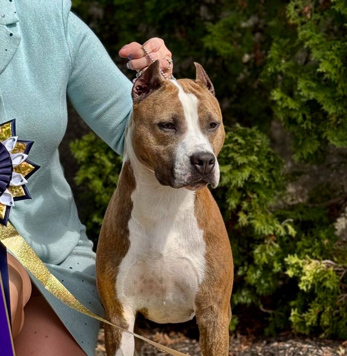 CH LBK'S Took Another Angel Home  - Female American Staffordshire Terrier from LBK AmStaffs AKC Platinum Breeder