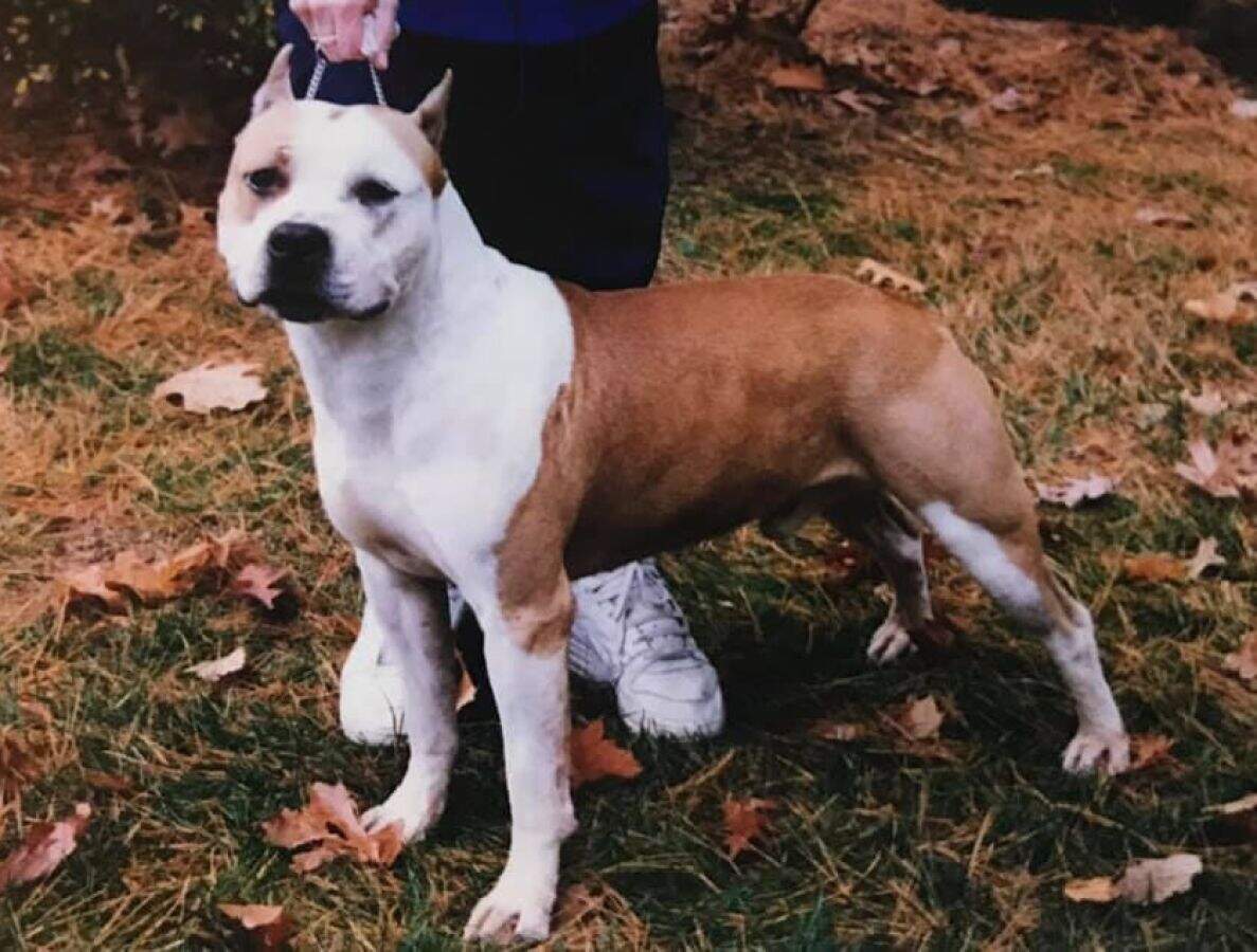 Junior - Fraja EC Yellow Jacket CH Fraja EC Yellow Jacket  - Male American Staffordshire Terrier photo 1 from LBK AmStaffs