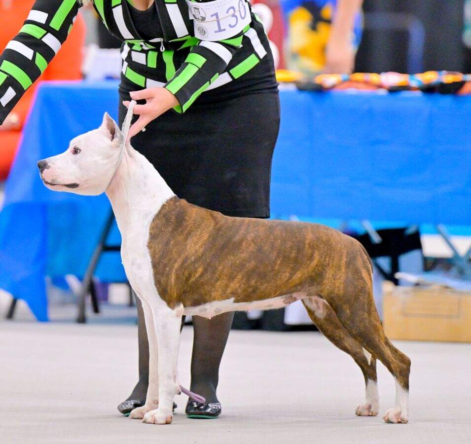 CH LBK's Rebel and Proud April Showers of Buckeye  - Female American Staffordshire Terrier photo 2 from LBK AmStaffs