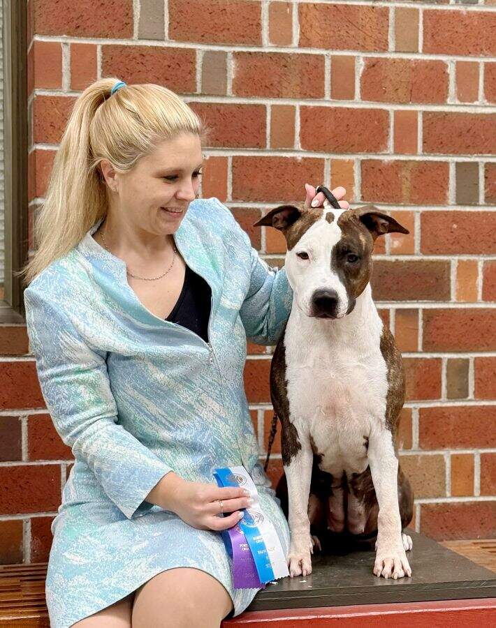 Mary - Hickory Junior Rocket Girl CH Hickory Junior Rocket Girl  - Female American Staffordshire Terrier photo 1 from LBK AmStaffs