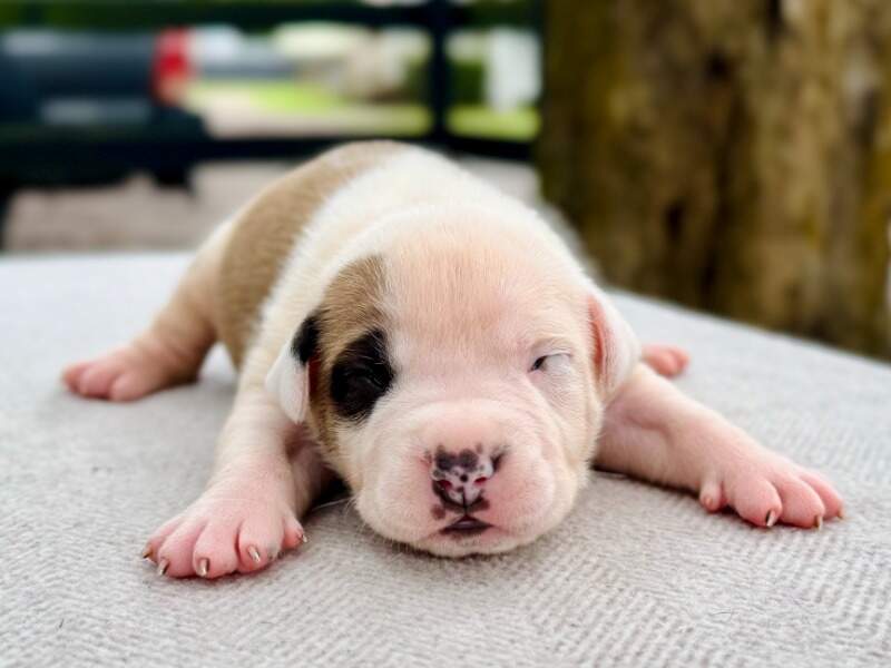 2 weeks