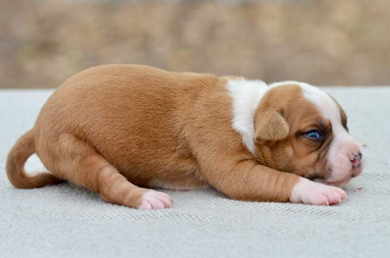 2 weeks