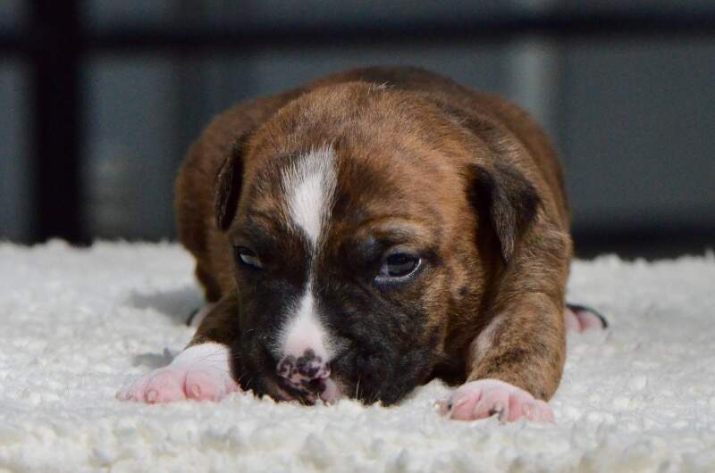 2 weeks