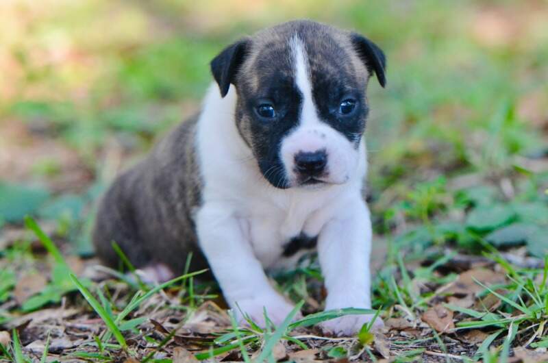 3 weeks