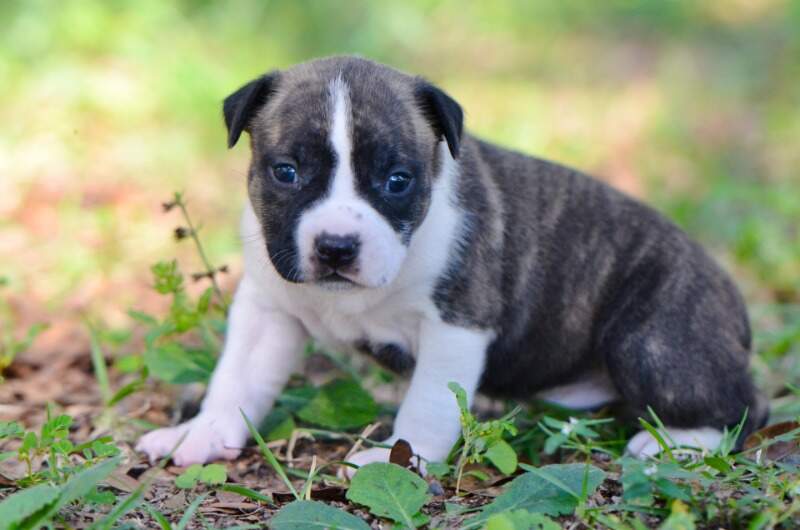 3 weeks