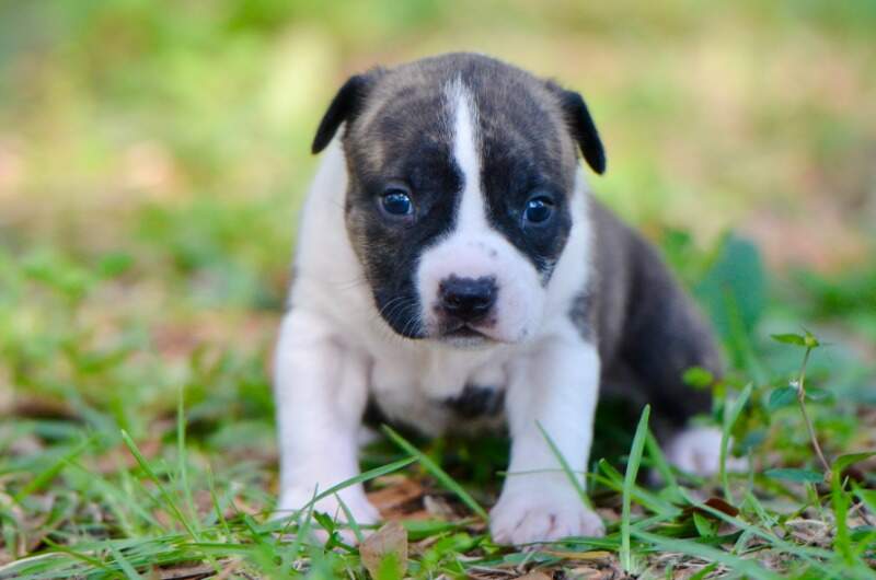 3 weeks