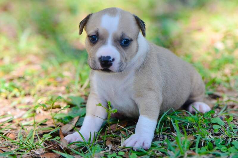 3 weeks