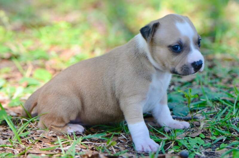 3 weeks