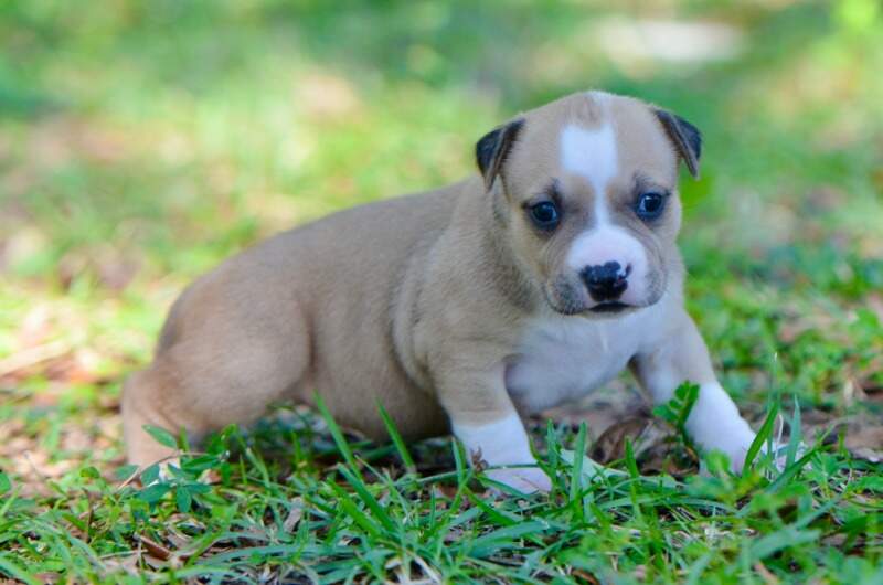 3 weeks