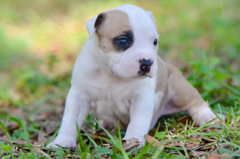 3 weeks