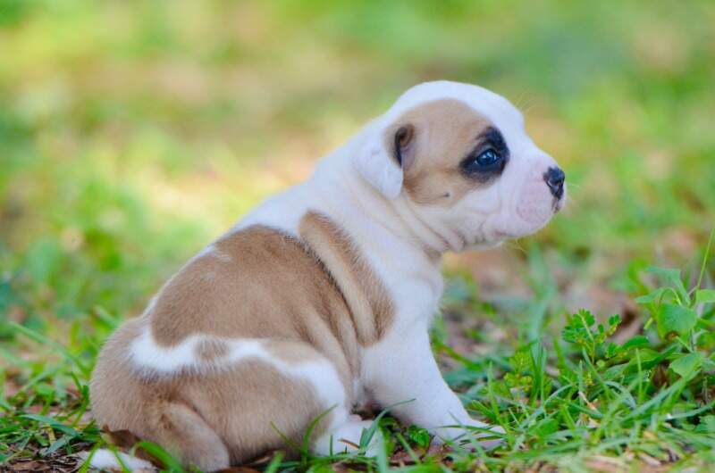 3 weeks