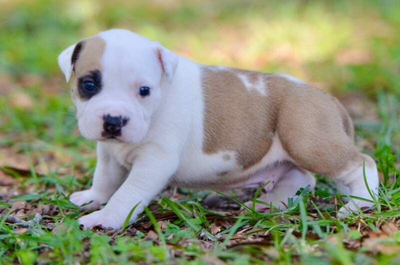 3 weeks