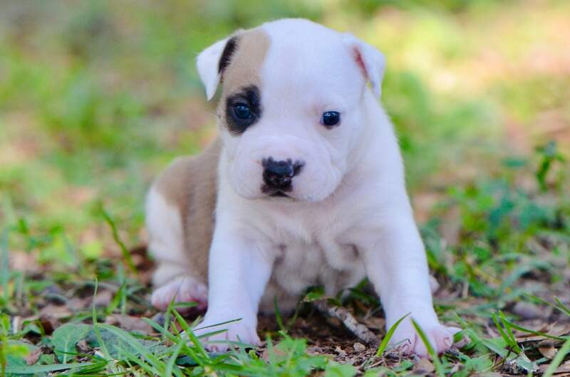 3 weeks