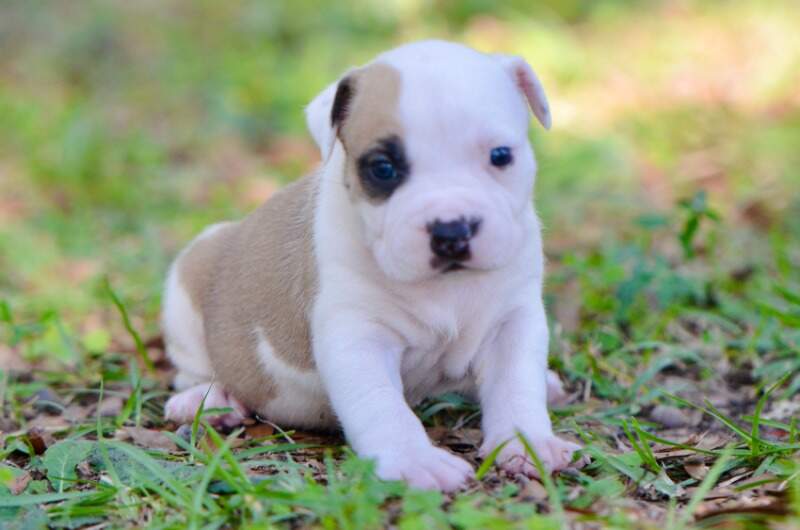 3 weeks
