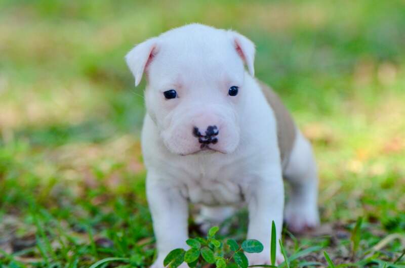 3 weeks