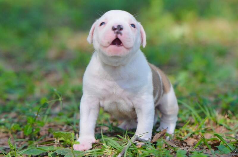 3 weeks