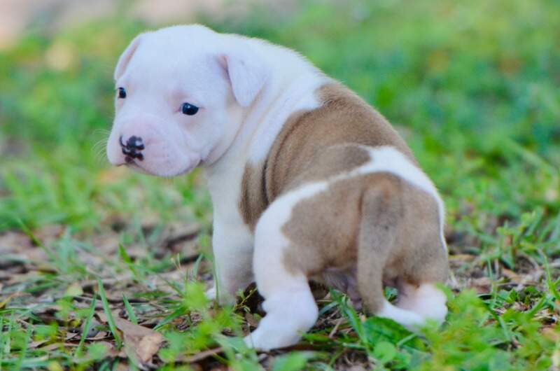 3 weeks